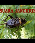 Suara Jangkrik Singkat Mp3 Free Download